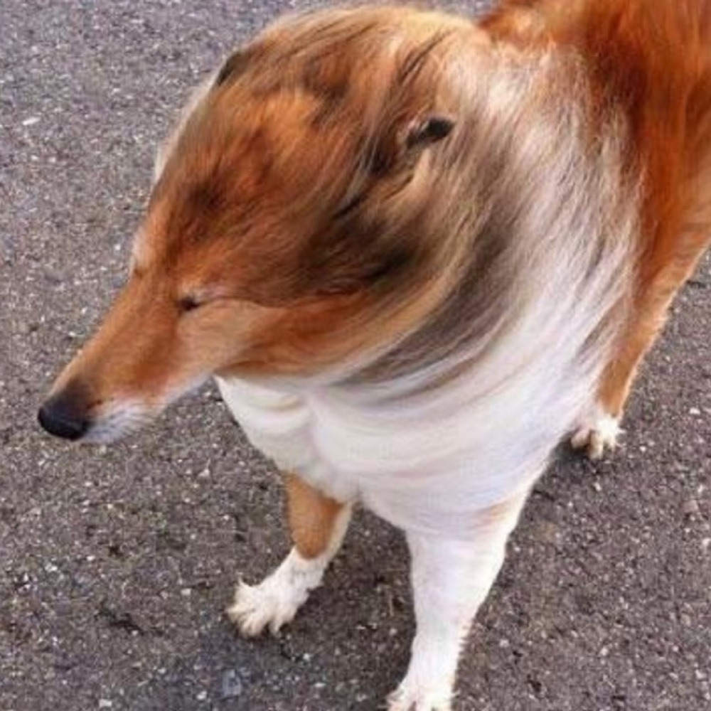 Meet your Posher, Noah